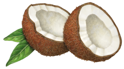 Two coconut cut halves with leaves.