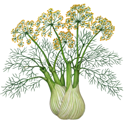 Fennel plant with stalk, leaves and flowers.