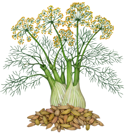 Fennel plant with a stalk, leaves, flowers and a pile of fennel seeds.