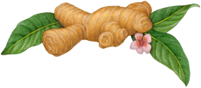 Ginger root with a peach blossom flower and leaves.
