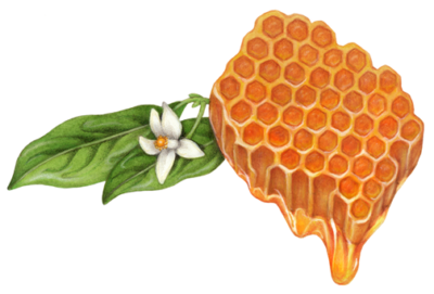 Honeycomb with dripping honey and an orange blossom and leaves.