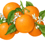 Orange branch with six oranges, nine blossoms or buds, and leaves.