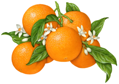 Orange branch with six oranges, nine blossoms or buds, and leaves.