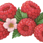 Five raspberries with a pink raspberry blossom and four leaves.