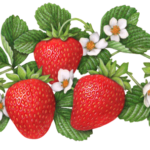 Five strawberries growing with five strawberry flowers and leaves.