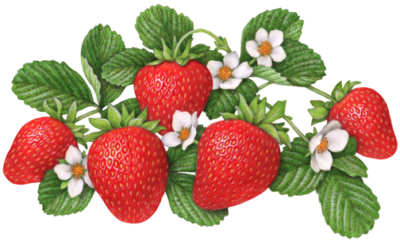 Five strawberries growing with five strawberry flowers and leaves.