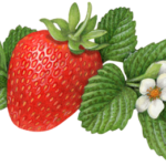 One strawberry with a strawberry flower and a flower bud and leaves.