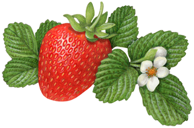 One strawberry with a strawberry flower and a flower bud and leaves.