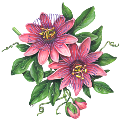 Passion flower branch with two pink passion flowers, flower buds, leaves and vines.