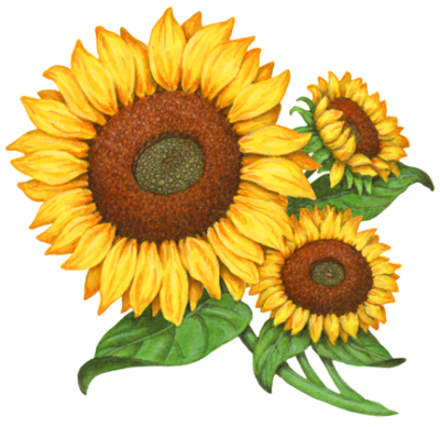 Three sunflowers with stems and leaves.