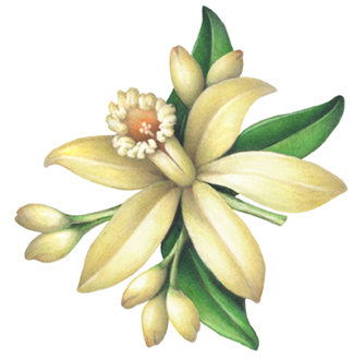 Vanilla flower with buds and leaves.