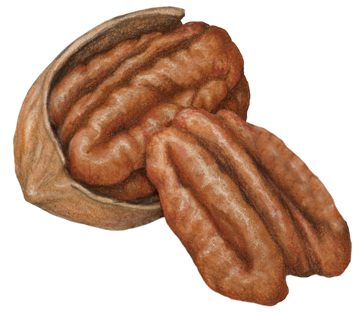 Pecan half in shell and a separate shelled pecan half.