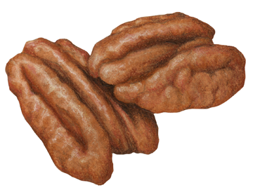 Two shelled pecan halves.
