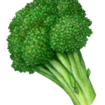 Crown of broccoli.