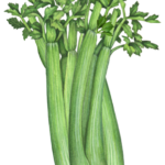 Whole celery stalk.
