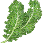 Two leaves of kale.