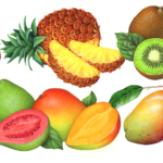 Food illustrations of tropical fruit including dragon fruit, pineapple, mangosteen, kiwi, passion fruit, guava, and mango.