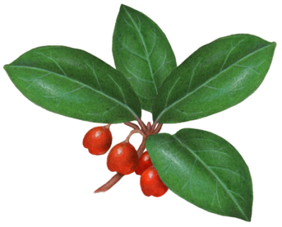 Wintergreen plant with four leaves and four red berries.