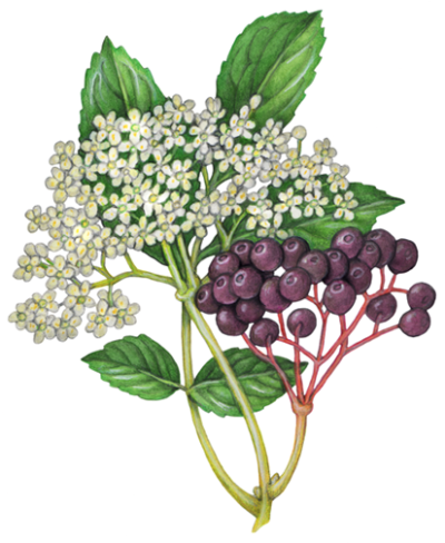 Elder flower and elder berries with a branch of leaves.