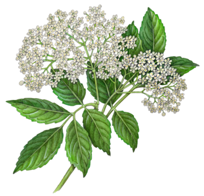 A branch of elder flowers.