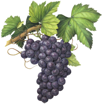 Bunch of purple grapes on a vine with leaves.