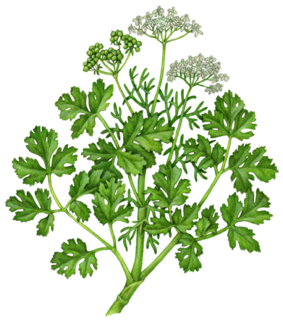 Coriander or cilantro plant with leaves, flowers and seed pods.