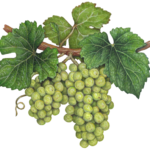 Two green grape clusters on a vine with leaves.