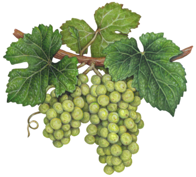 Two green grape clusters on a vine with leaves.