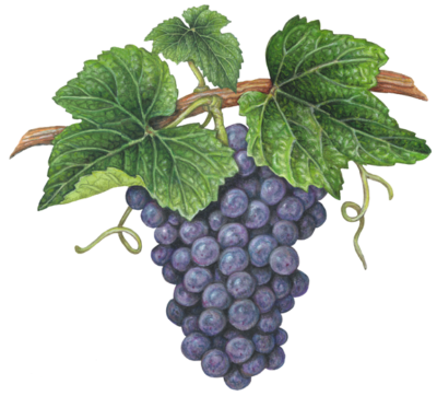 Bunch of red, Cabernet grapes on a vine with leaves.