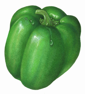 Green bell pepper with water drops.
