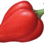 Red pimento pepper.