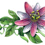 Passion flower branch with one open flower, one bud and leaves.