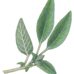 Sprig of sage with four leaves and new buds.