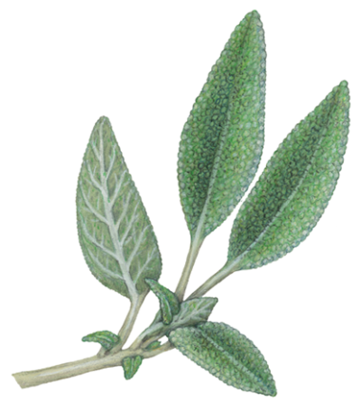 Sprig of sage with four leaves and new buds.