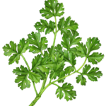 Three stems of cilantro.