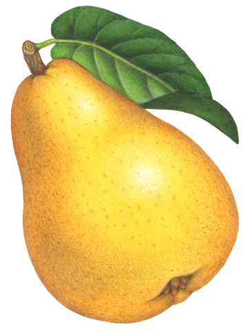 Whole Bartlett pear with a leaf.
