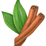 Two cinnamon sticks with two cinnamon leaves.