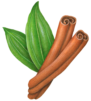 Two cinnamon sticks with two cinnamon leaves.