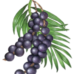 Two strands of acai berries hanging from a palm frond.
