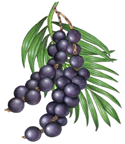 Two strands of acai berries hanging from a palm frond.