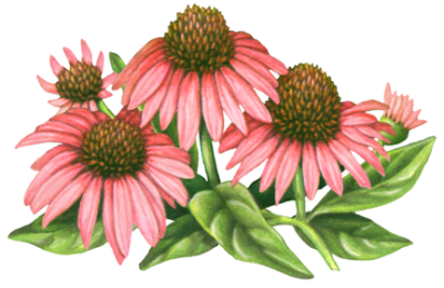 Three pink echinacea flowers with two flower buds and leaves.