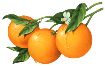 Three oranges on a tree branch with leaves and a flower.