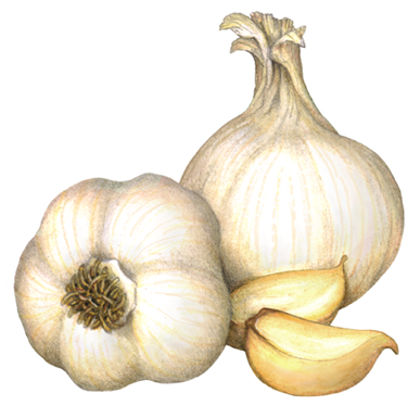 Two whole heads of garlic with two garlic cloves.