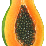 Cut half of a papaya.