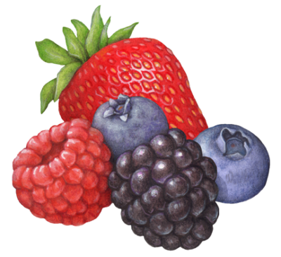 Mixed berries including strawberry, blueberries, blackberry and raspberry.
