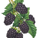 Six blackberries on a branch with leaves.