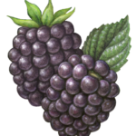Stock art berry illustration of blackberries.
