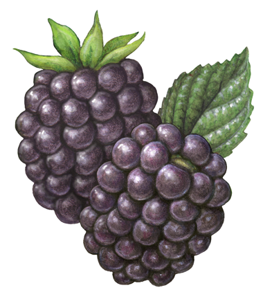 Stock art berry illustration of blackberries.