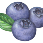 Berry stock art of three blueberries with a leaf.