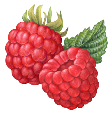 Two raspberries, one with stem and one without a stem.